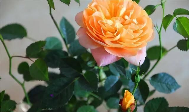 #阳光充足的环境#100种常见开花植物的养护要点与花期,快来看看有没有你喜欢的