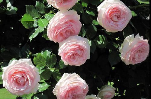  『喜欢』新手必种的十款最美藤本月季，款款颜值与能力并存，看看喜欢哪种