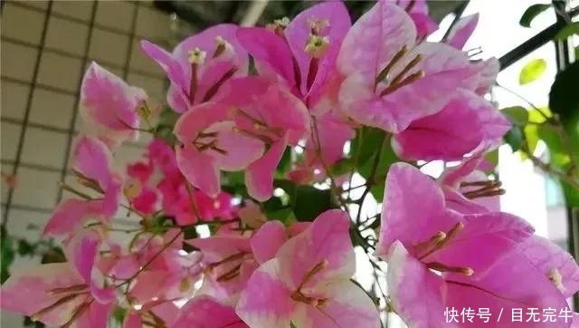  【极致】养三角梅，花前花后浇水“反着来”，花量几翻倍，爆花到到极致！