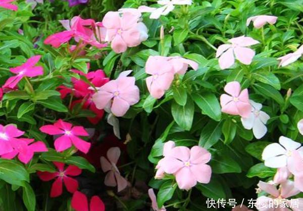 『天竺葵』这3种花,随便扔土里就能长成一片,尤其第三种,开花不断!