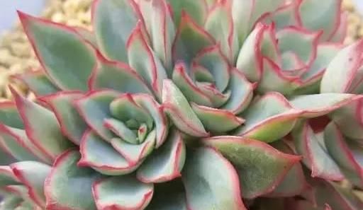  『静夜』这20种美丽的多肉，竟都是静夜的后代！静夜还真是个多情种呢！