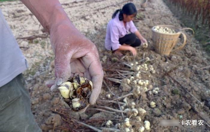  [野地]过去野地里泛滥，现成高价经济作物，有农民靠它发家，25元一斤