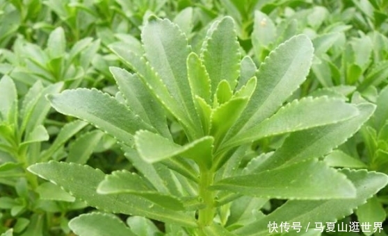  #种植#一次种植能收割二十年，亩产几万元，究竟是致富项目还是