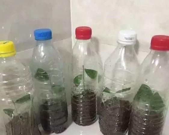用法■“塑料瓶”竟是养花神器,学会“4种”用法,一生受用、养花旺
