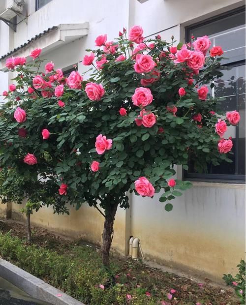  [生活]40岁之前，赚钱养家，40岁之后，种菜养花！