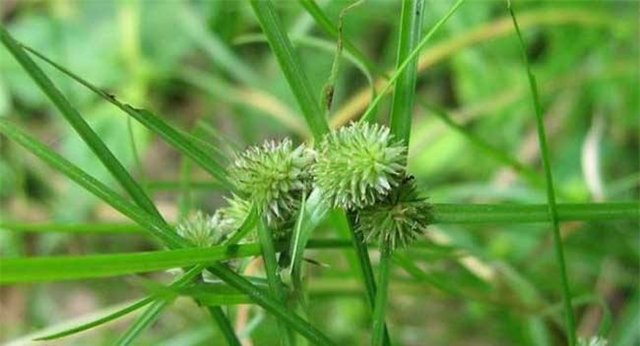  田间|农村一种常见植物，它是田间的野草，现在拿来造纸较为珍贵