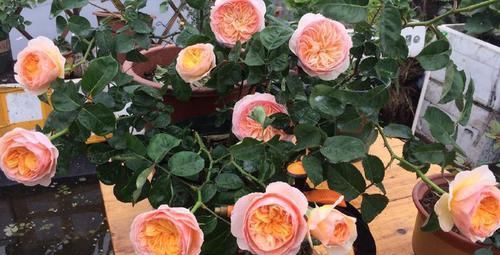  「绣球」家里养这四款植物，花期长花量大，花朵似绣球，娇小玲珑惹人爱