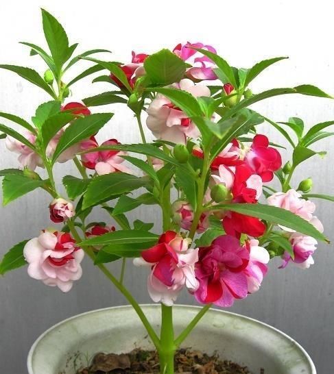  种子@凤仙花怎么养？“6个”方法从小苗到开花，种子熬成药治“狐臭”
