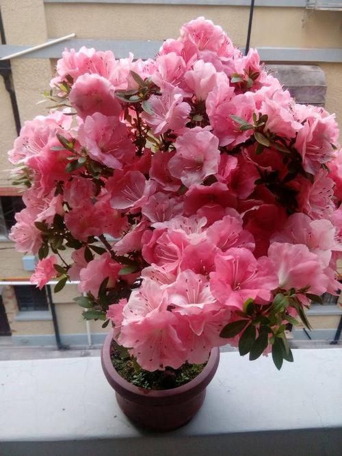 土壤的PH■杜鹃为什么不开花?教你一个小窍门,喂点“白醋”,红花开不停