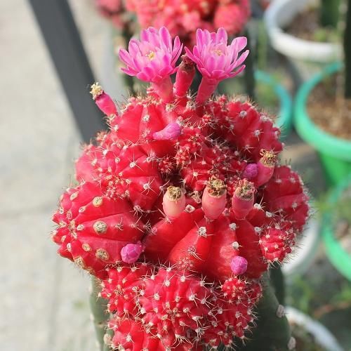  「牡丹」盆栽绯牡丹，色彩艳丽，小巧玲珑，要如何管理呢？
