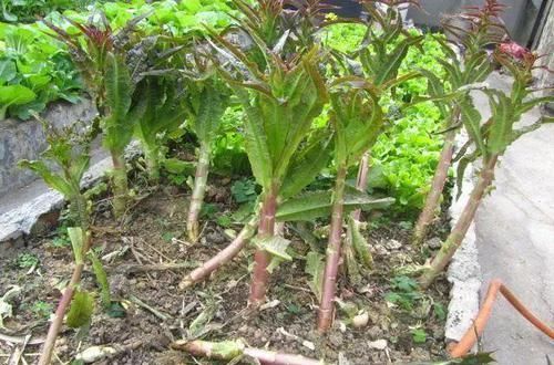  『喂喂』她在楼顶养花种菜，再喂喂鸡，日子过得悠闲又自在！