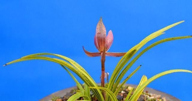  「名贵」名贵兰花价值百万、千万,那什么兰花才算是名贵兰花?