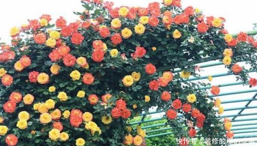 『三角梅』家有院子,一定要养“3种花”,开花大又香,开出一片花海!