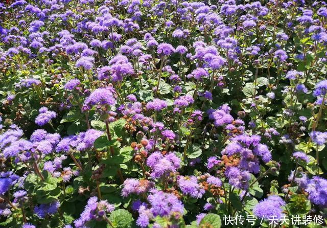 「春天」绣球不好养？不如养盆它，秋天开出一片梦幻紫
