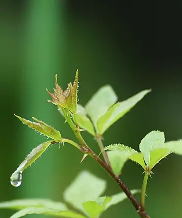  特别|羡慕别人种花种菜，其实种点这个更特别