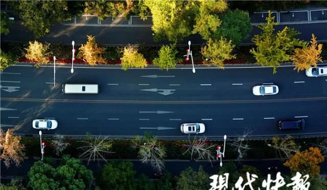 青黄不一，南京这条经典银杏大道为何颜值不在线？