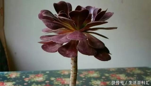 「单头」养花技巧:多肉爆盆的4个绝招,单头变多头,一棵变满盆