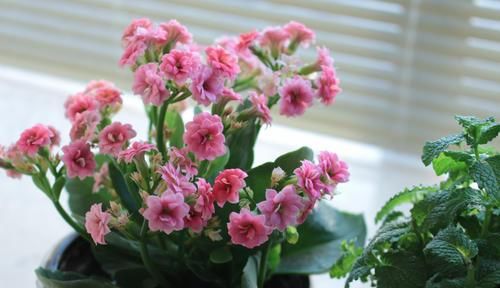  『寓意』家里长辈过生日，送上这几种盆栽花卉，寓意福如东海！