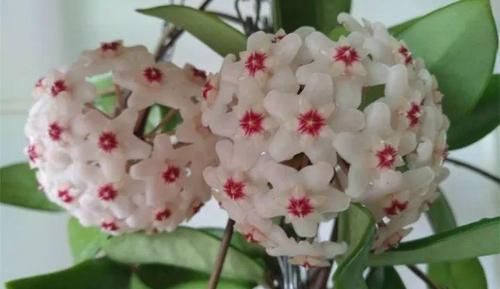  「兰属的植物」8种花其实都是多肉，旱着养才能长爆盆！