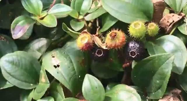 这种野草被农户称为“地钉”，果实满是尖刺但能治咳嗽，你见过吗