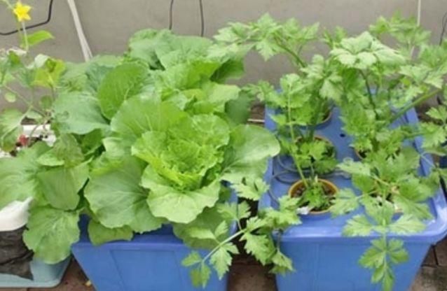  『时间表』阳台养花不如养蔬菜，这50多种蔬菜“种植时间表”，赶紧学一学！