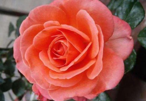 风铃花@阳台上养此款植物,一养四季开花,比绿萝好养,美成“花瀑布”