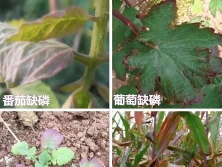  [营养]盆栽叶片发黄，不一定是缺氮磷钾，还可能是这3种营养