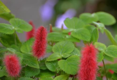  【养花常识】缫丝花， 根皮、茎皮含鞣质，提制 栲胶。