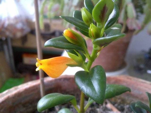 「要及时」花开似金鱼,这样养护让你花开如“鱼塘”