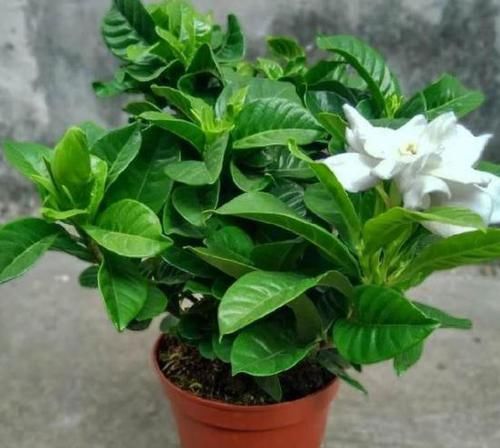 『花钱』赵大哥养栀子花,用“它”做自制肥,几乎不花钱,1次开花上百朵