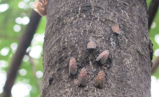  椿木■农村常见的臭椿树，为何会被人们称为“树王”，有什么样的用途？