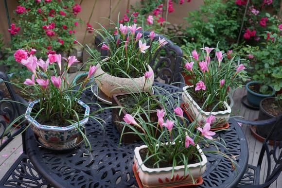 『兰和风雨兰』路边一种“韭菜”花,种盆里太养眼,一淋雨就开花