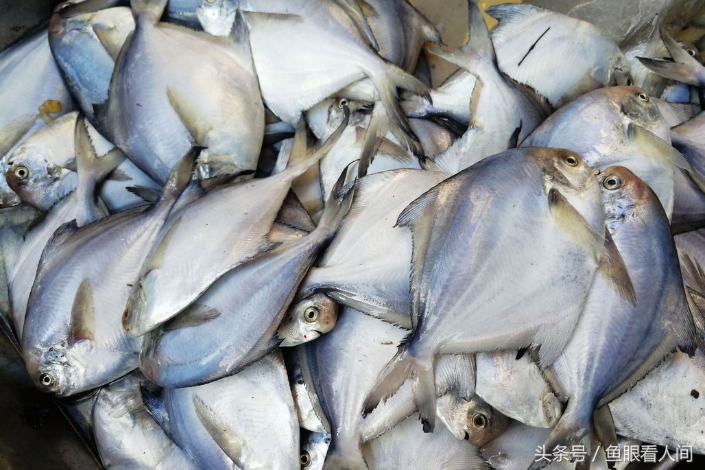 菜市场石蟹打破梭子蟹一统天下 最大60块钱一斤 其他与梭子蟹相仿