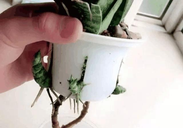  『虎皮』盆土里埋一颗“金丹”，吊兰、虎皮兰，根上长满“白葫芦”
