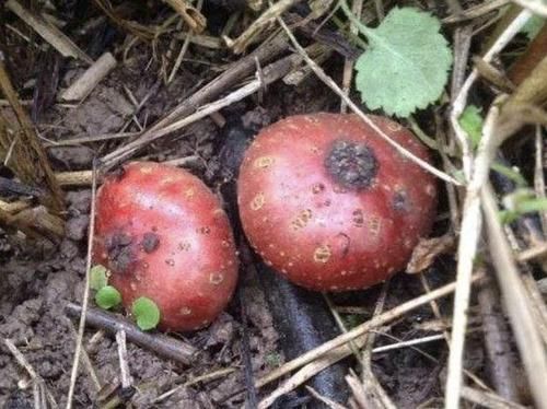  #结出来#山坡下的1种“地瓜泡”，果子比“樱桃”漂亮，见到别踩它，珍贵