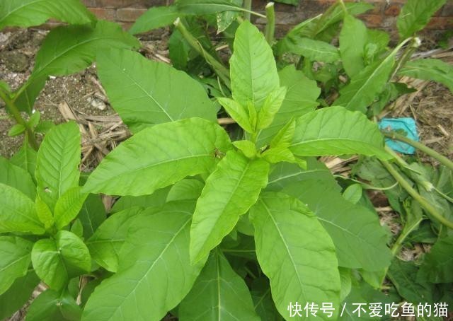  「果实」农村一大恶草，农民见到就砍掉，殊不知根似人参，果实