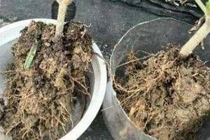  【杀菌消毒】春天给花换盆换土，少做一件事，等于白费力，养花难服盆！