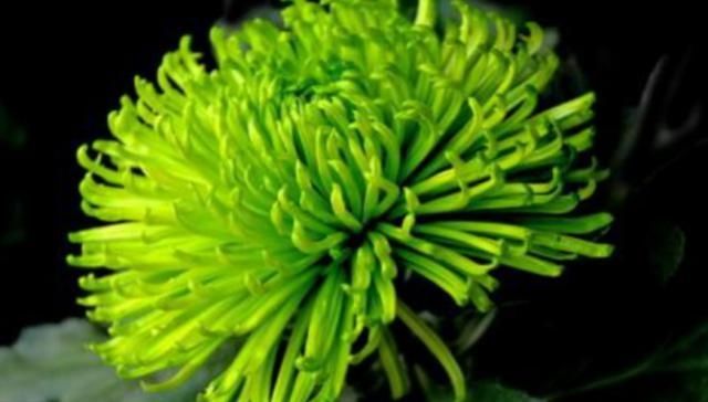  #绿色#这种菊花颜色青绿花型美，生命力强易成活，如今菊花里的独特品种