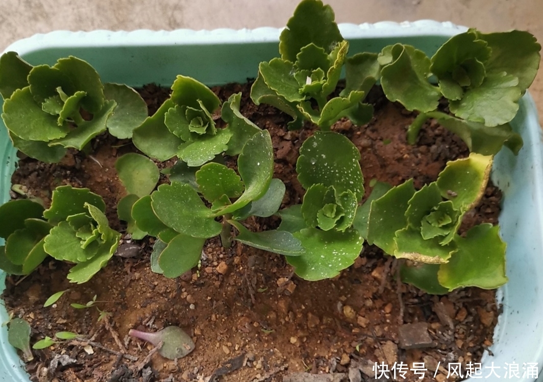  『记得』5月养长寿花，记得做好4件事，多长新枝，花期多开花