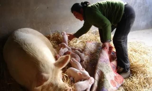  未来|现在开始养猪怎么样？未来有没有机会？