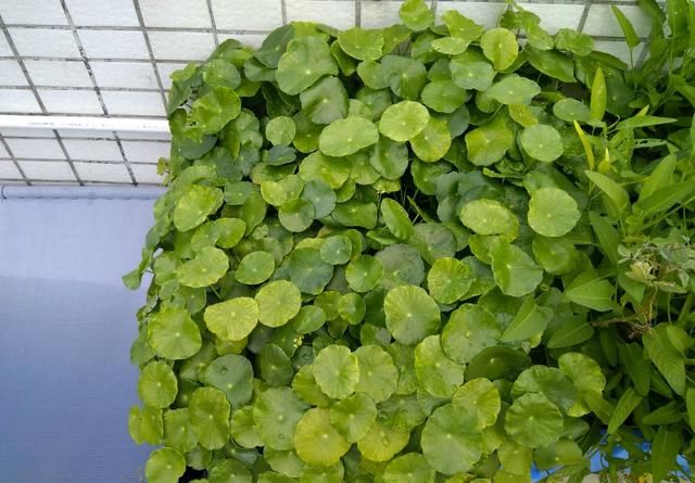  「不难」铜钱草怎么控制不开花？3个重点不要忽略，叶片肥大绿油不难