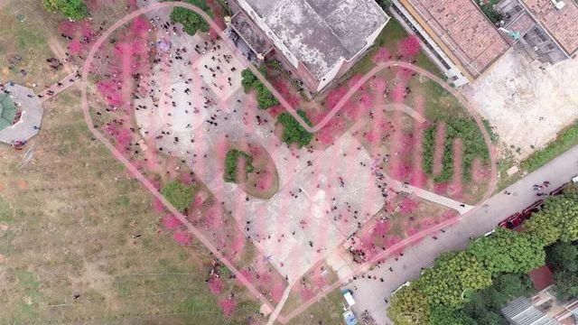 靓！佛山周边1500株樱花已盛开，最美的春天在这里~