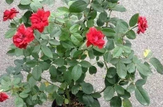  【养分】在家种植花草如何补充养分？用上1种天然肥，啥花都能长爆盆