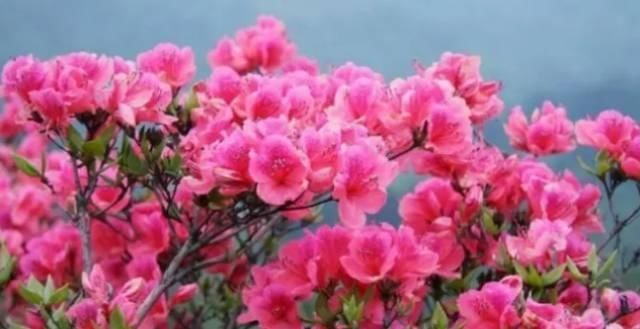  【花中】中国10大名花，哪个是你的最爱？