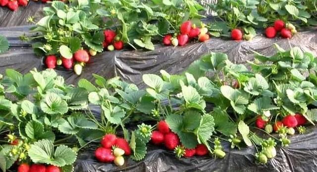  「哽咽」高档草莓没人摘、甘蔗2毛1斤卖不动，农民哽咽，卖不出