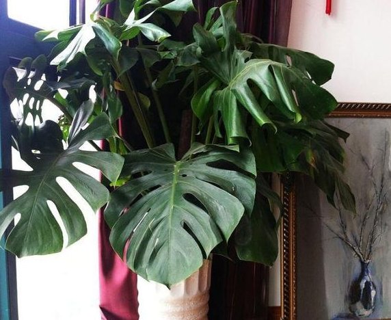  着非常好：这3种“植物”哪怕再“贵”也要买，客厅养一盆，生活更健康！