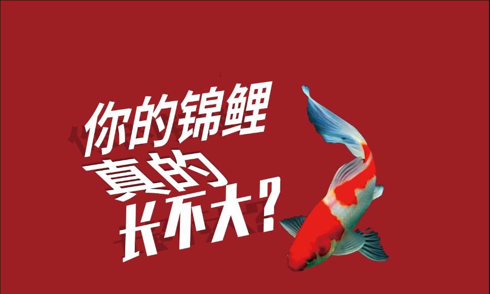  快速@养鲤正能量：锦鲤十几年都未长大怎么办？解密锦鲤快速成长的诀窍