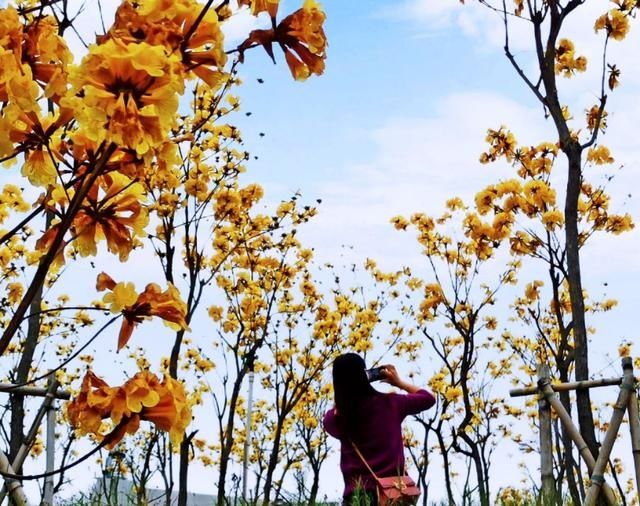  #隐藏#广东鹤山市这里：春暖花开时，隐藏闹市无人识，满眼尽是一片黄！