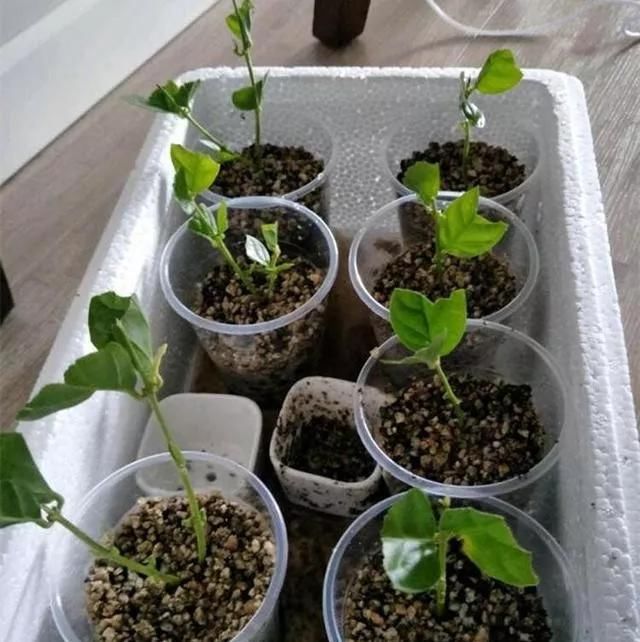  们就可以@茉莉花扦插很简单，能土插还能水插，学会这7步，自己繁殖茉莉花