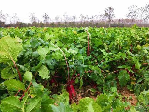  生长周期■农民种植这种蔬菜，生长周期60天，亩产6千斤，能赚多